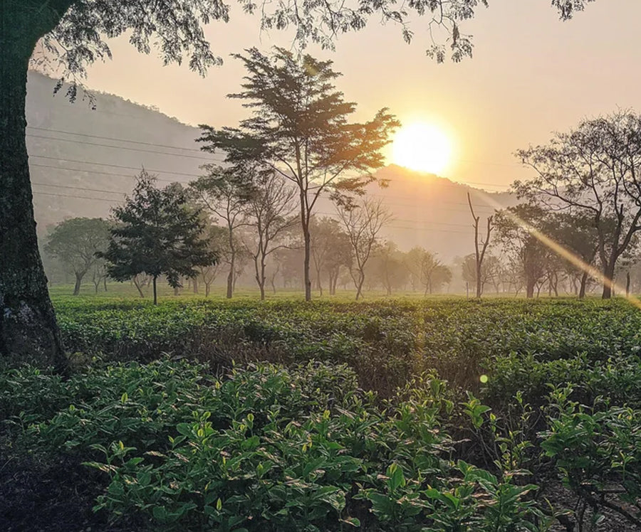 The Mysteries of Assam's Garden Time: A Journey into Nature's Secret Clock