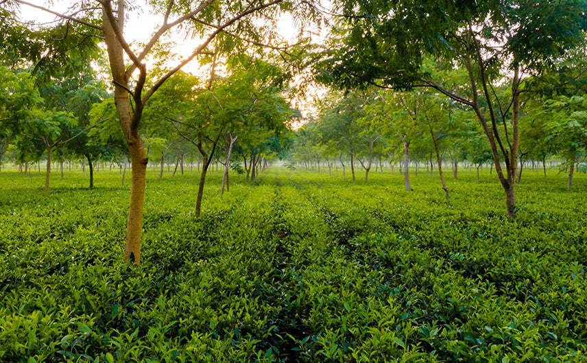 Assam Tea Garden - India- VaanaTea